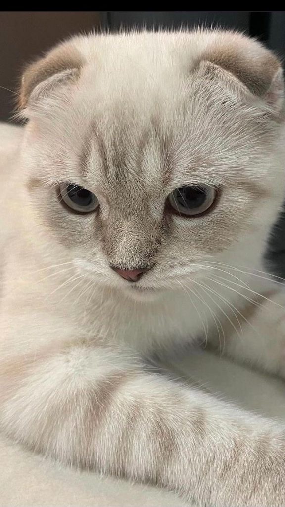 Кошенята шотландські