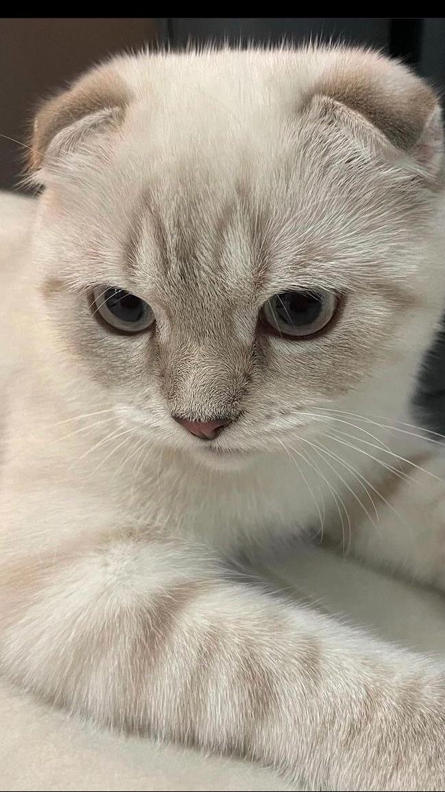 Кошенята шотландські