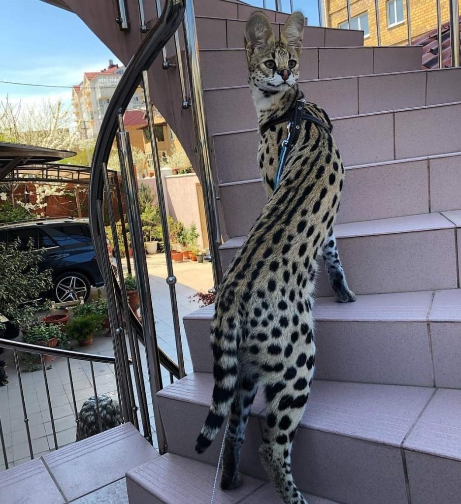 Продам ручного кота Сервала